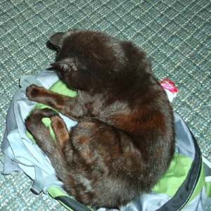 Mike occupying the backpack, possibly hoping to come along to work.